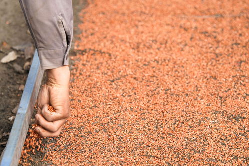 新華全媒 丨開播 大糧倉 黑龍江春播生產(chǎn)拉開序幕